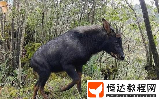 “四不像”中華鬣羚