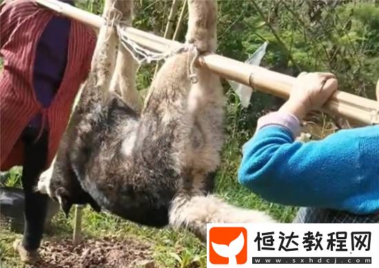 二哈偷吃豬肉被撐死