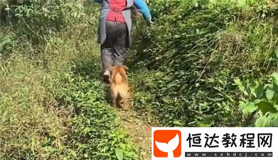 二哈偷吃豬肉被撐死