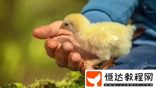 法醫(yī)從喉嚨取出活雞