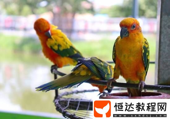 女子給家養(yǎng)鸚鵡做人工呼吸確診鸚鵡熱