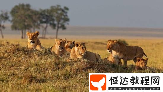 園內獅子成群