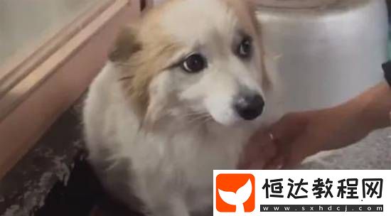 動保組織介入收養(yǎng)