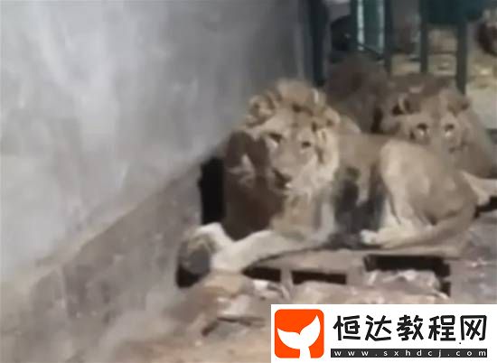 飼養(yǎng)員為向女友炫耀-慘遭3頭獅子撕咬身亡