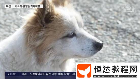 動保組織介入收養(yǎng)