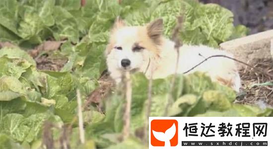 動保組織介入收養(yǎng)