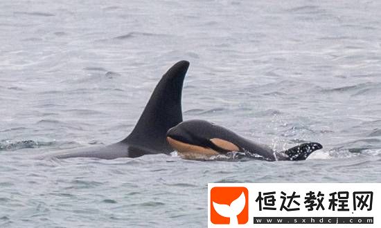 虎鯨媽媽難舍夭折幼鯨將其背起
