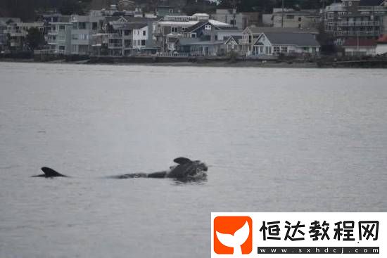虎鯨媽媽難舍夭折幼鯨將其背起